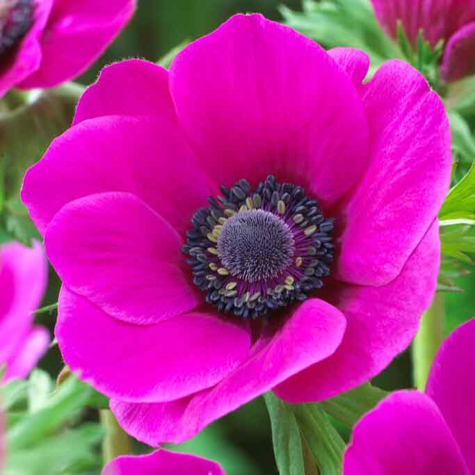 Pink Anemone Seeds