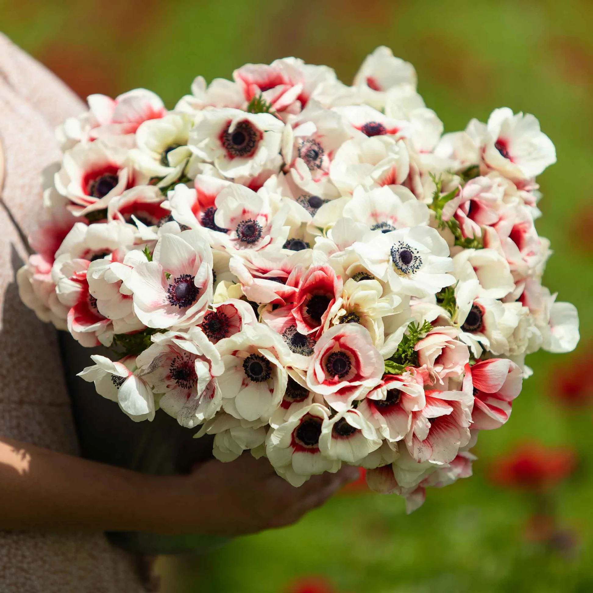 Rainbow Red-White Anemone Seeds