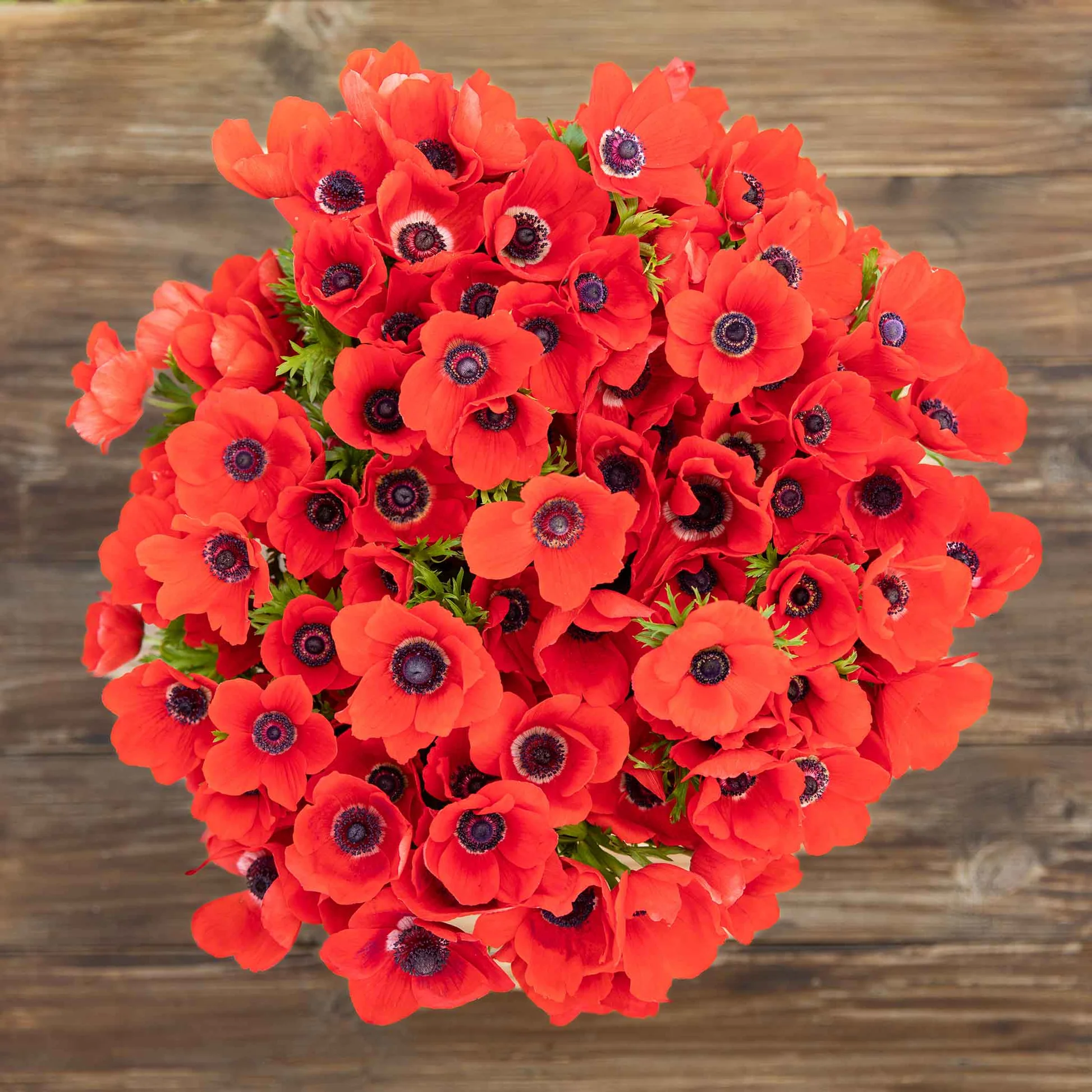 Red Anemone Seeds
