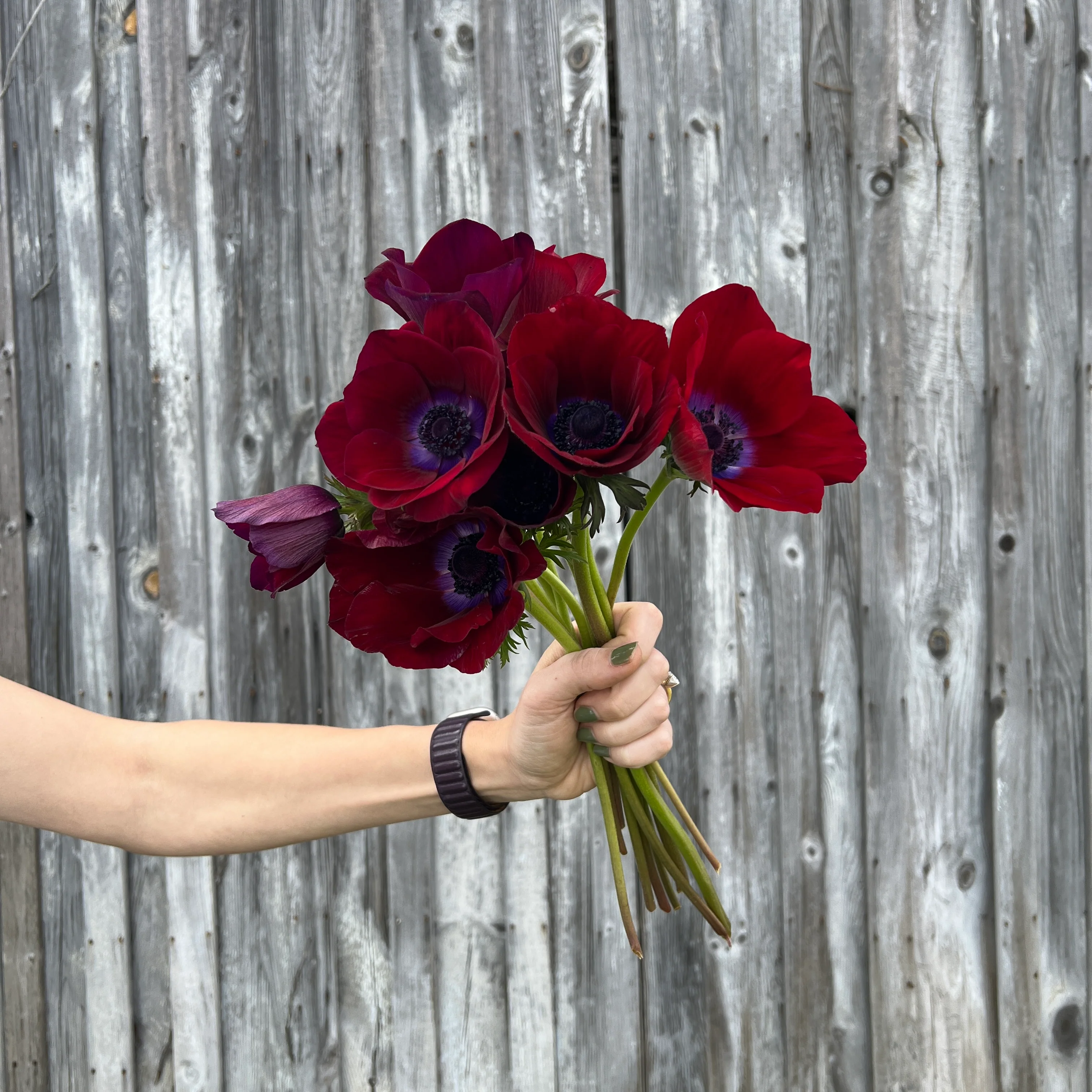 Bordeaux Anemone Seeds