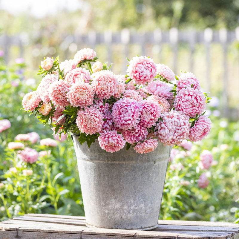 Aster Seeds - Apricot | Flower Seeds in Packets & Bulk | Eden Brothers