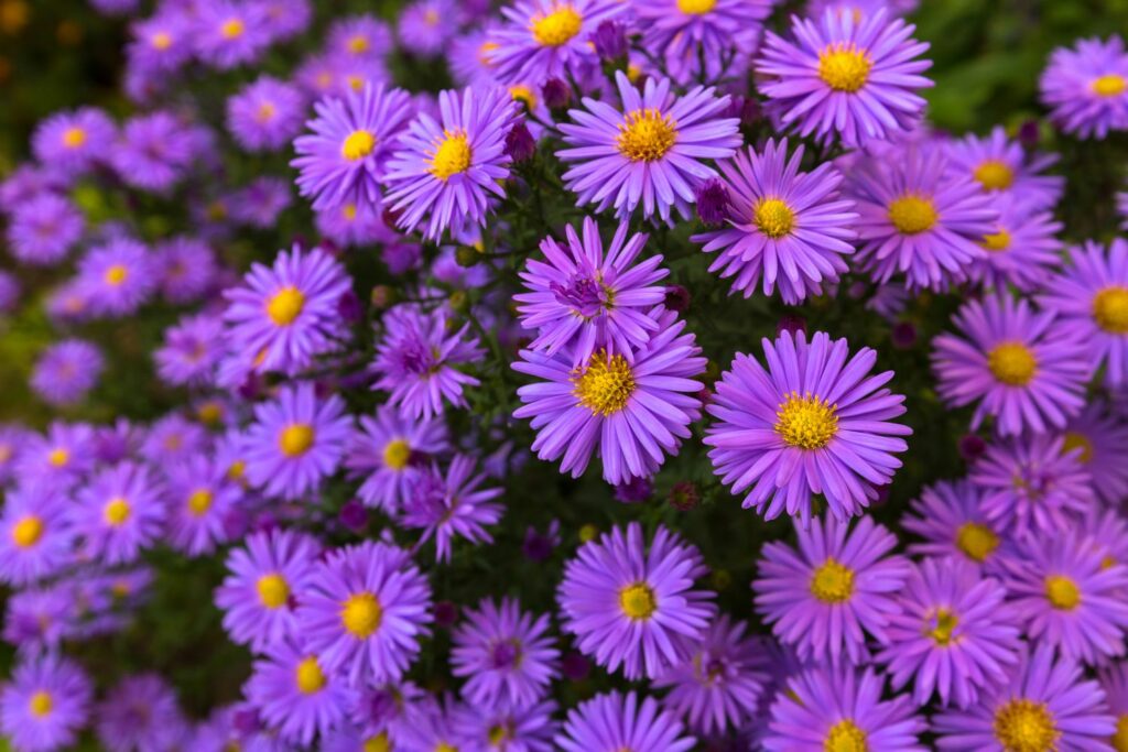 Asters: how to grow, prune & propagate - Plantura