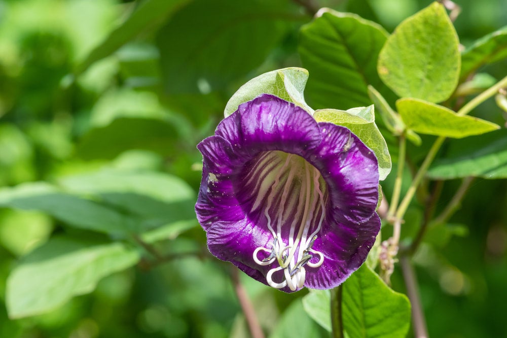 Climbing plants-Cup & Saucer Vine (Cobaea scandens) - 5 seeds | Hana Earth  Gardens