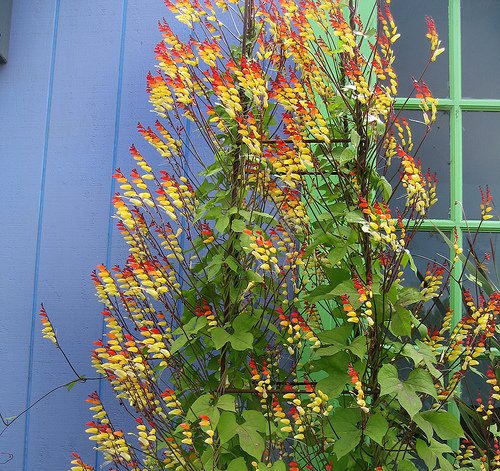 🔥Exotic Love Ipomoea Lobata Seeds – Add Vibrant Passion to Your Garden