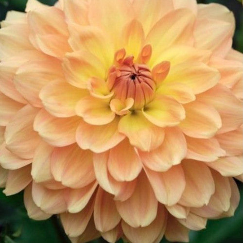 Blue Fireball Dahlia Seeds Heirlooms 15 Color