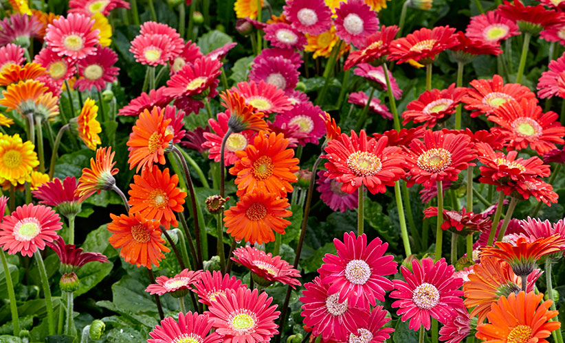 How to Grow Better Gerbera Daisies | Garden Gate