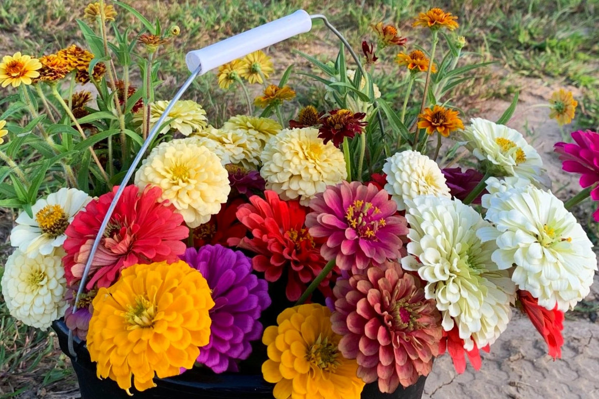 California Giant Zinnia Seeds - For 2026 Planting California Giant |  TomorrowSeeds