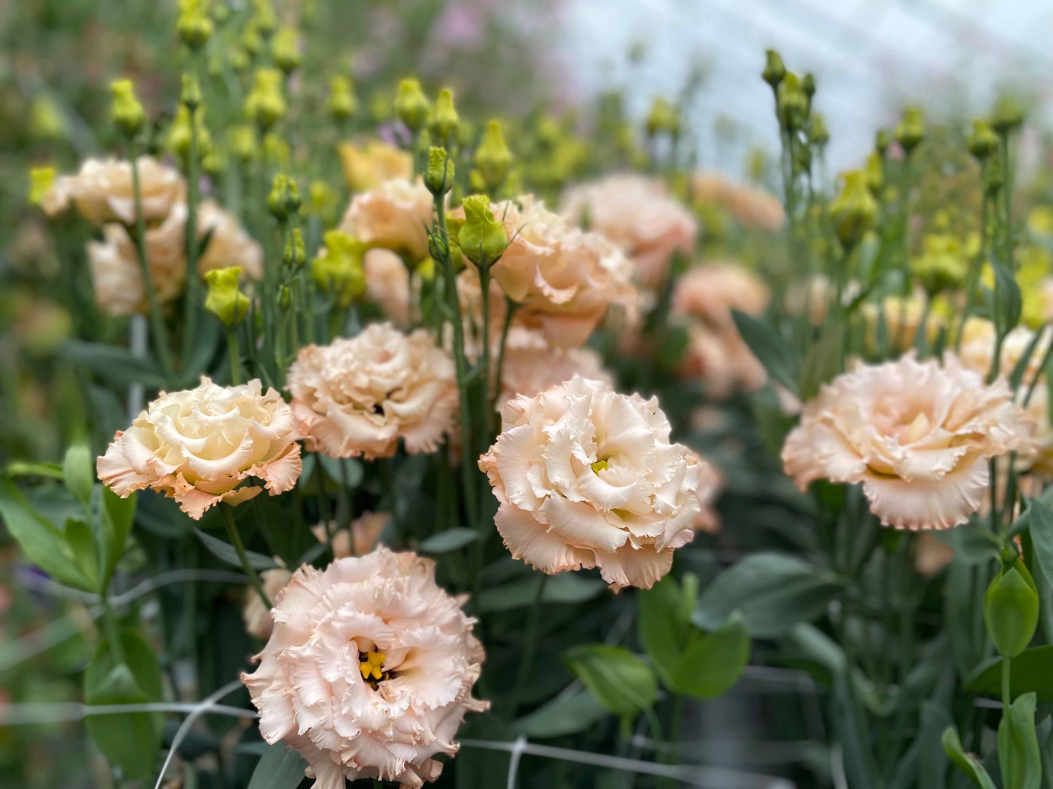 Lisianthus Tips & Tricks for Northern Growers &ndash; Farmer Bailey Inc.
