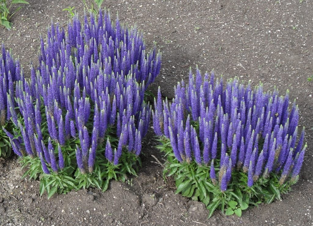 Veronica spicata | Spike Speedwell Growing Guide