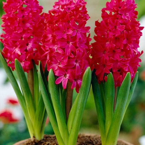 50pcs Hyacinth Seeds Mix Colors
