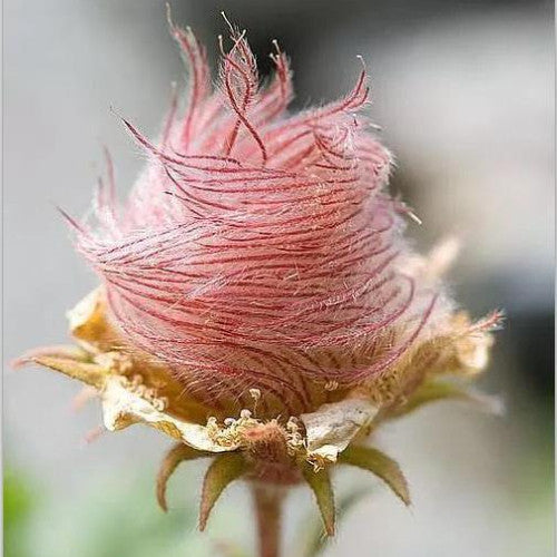 Three Flower Mallow, Prairie Smoke 50 Seeds