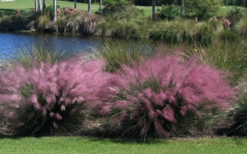 In The Garden: Salt-tolerant muhly grass is a blooming grass | News,  Sports, Jobs - SANIBEL-CAPTIVA - Island Reporter, Islander and Current