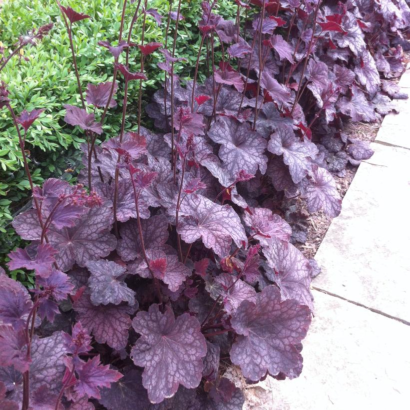 Heuchera x 'Plum Pudding' (COPF) from NVK Nurseries
