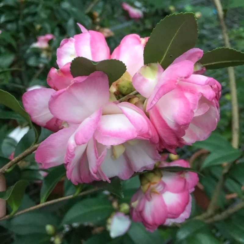 Leslie Ann Camellia Seeds