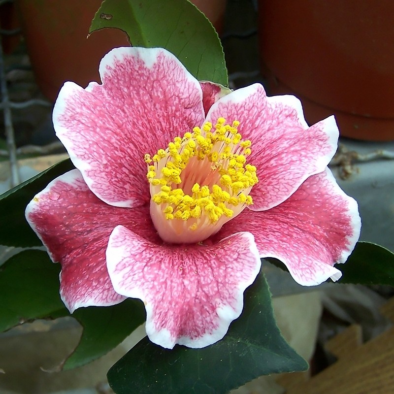 Kakure-iso Camellia Seeds
