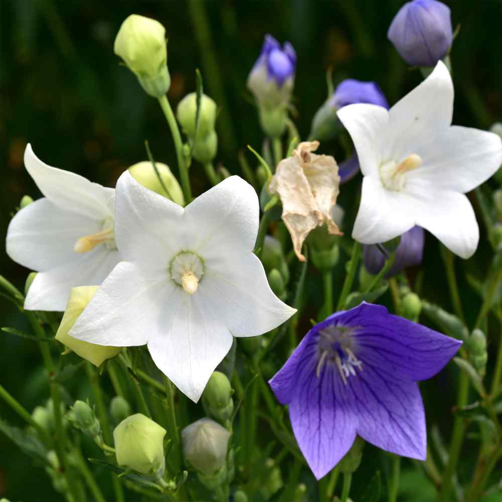 🎈Limited-time Offer💜🩵Balloon Flower Seeds