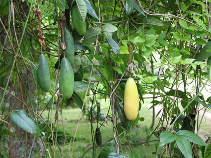 Banana Passionfruit | White House Nursery