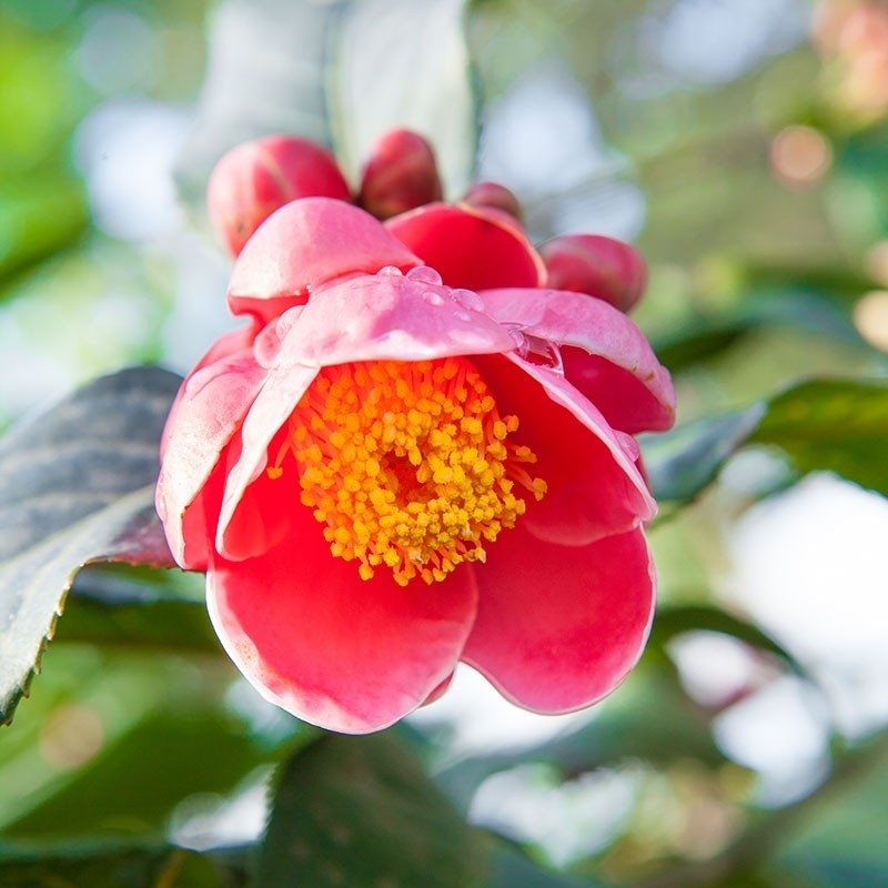 C. Amplexiaulis Camellia Seeds