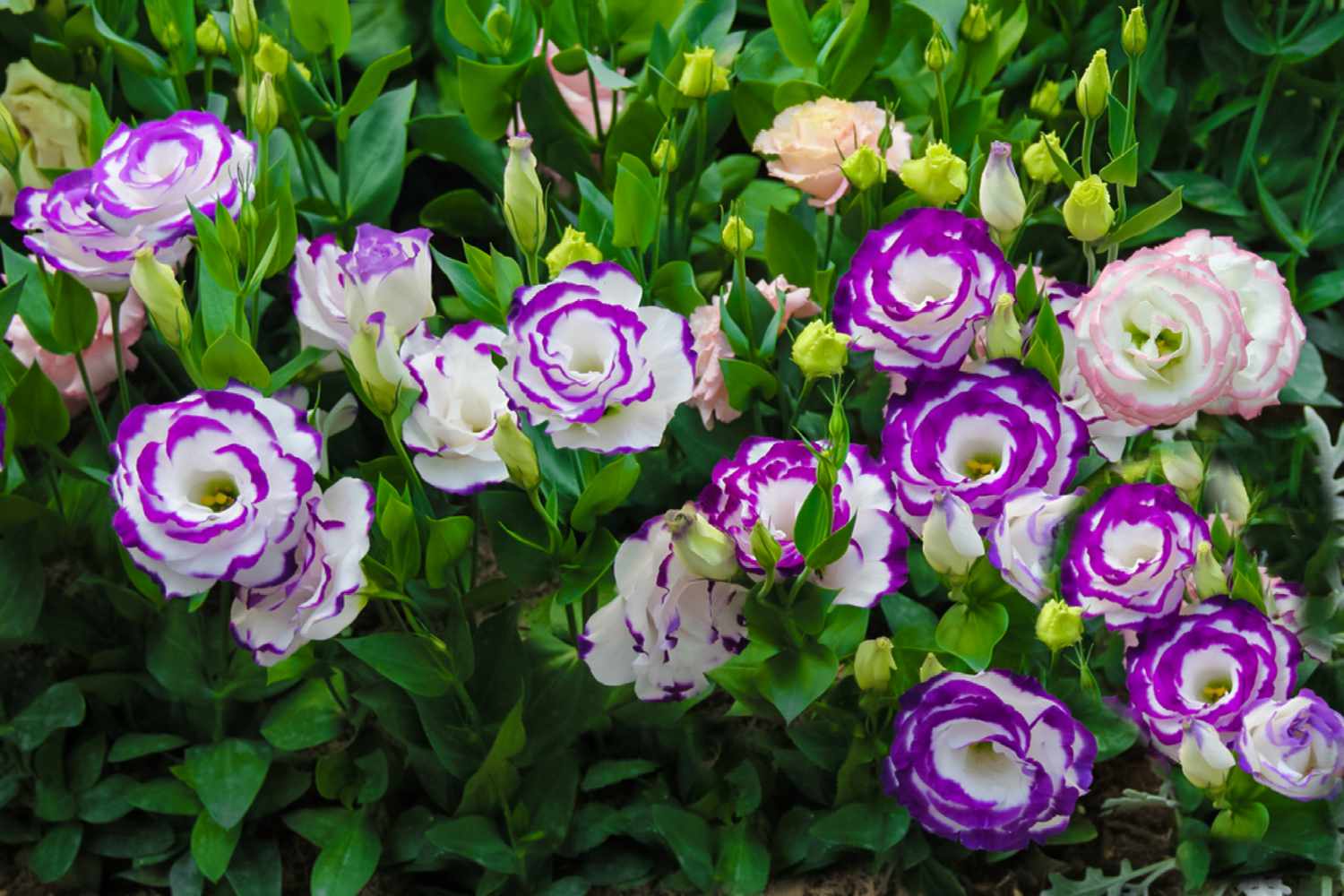 How to Grow and Care for Lisianthus (Prairie Gentian)