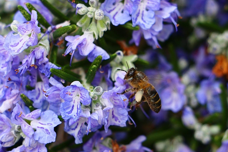 Rosemary 'Prostratus'- Creeping rosemary - Bee Haven Gardens
