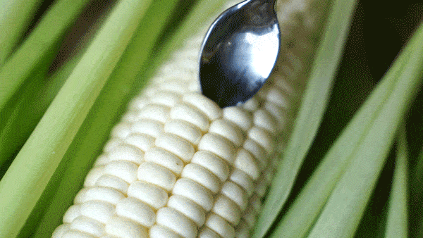 🎆41% off 🥂  milk corn Seeds