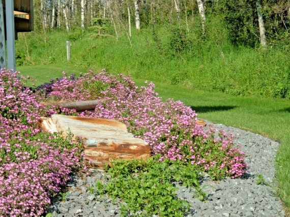 500PINK ROCK SOAPWORT Seeds Perennial Wildflower Groundcover Trailing Rock  Garden Container Fast Easy - Etsy