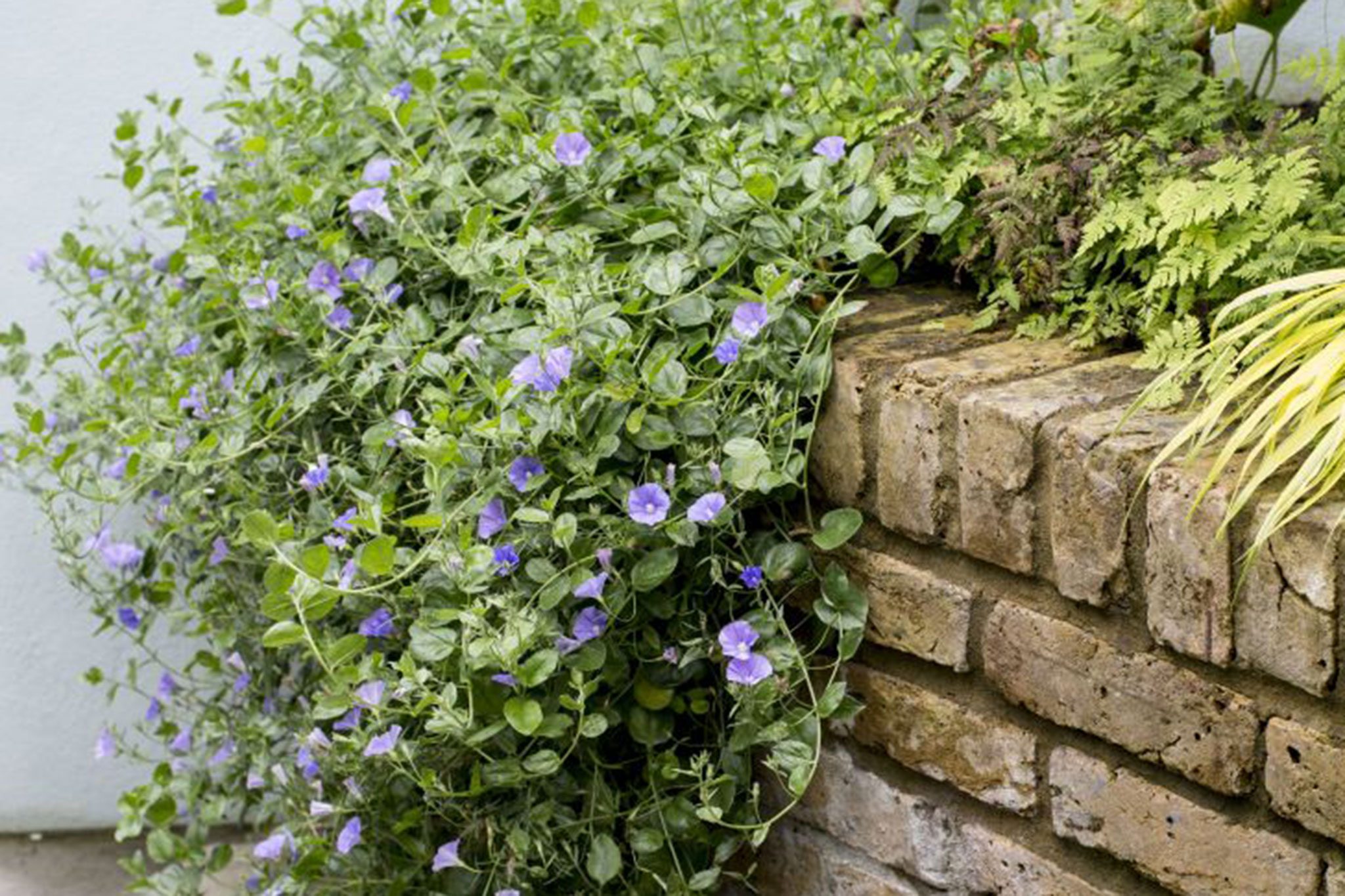 Convolvulus sabatius | BBC Gardeners World Magazine