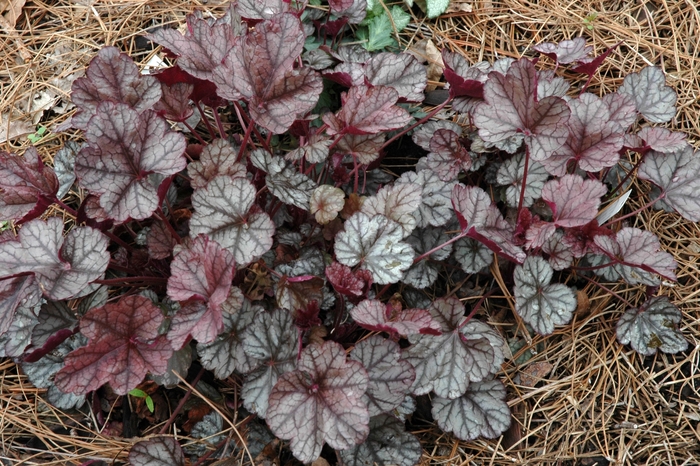 Heuchera 'Silver Scrolls' Coral Bells | Garden Center Marketing