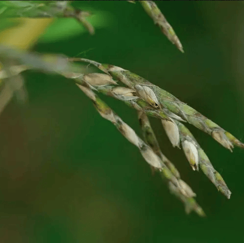 🏠🔥35K+ SOLD🏆Evergreen Lucky Bamboo Seed