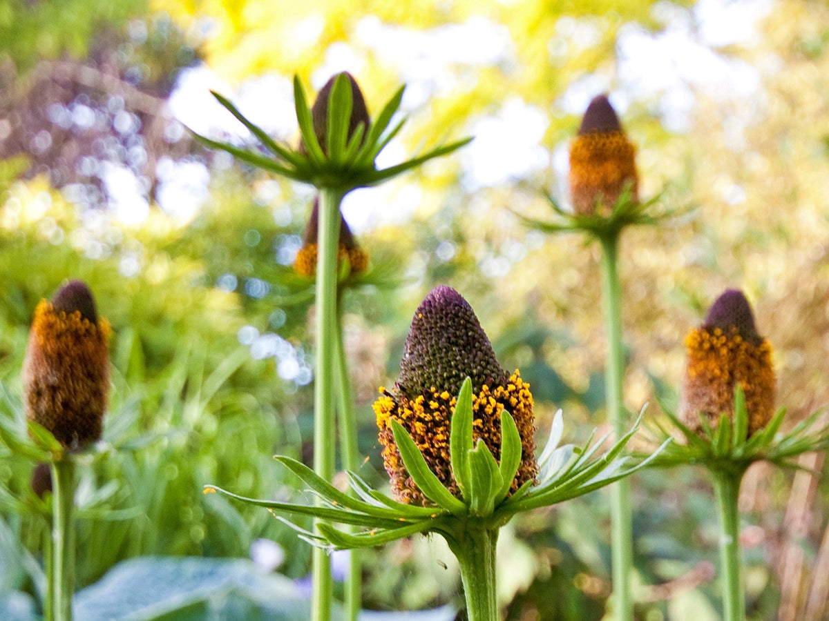 Western Coneflower Seeds (Rudbeckia occidentalis) &mdash; Northwest Meadowscapes