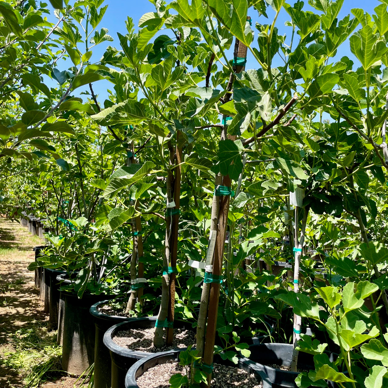 Black Mission Fig &ndash; Landz.us