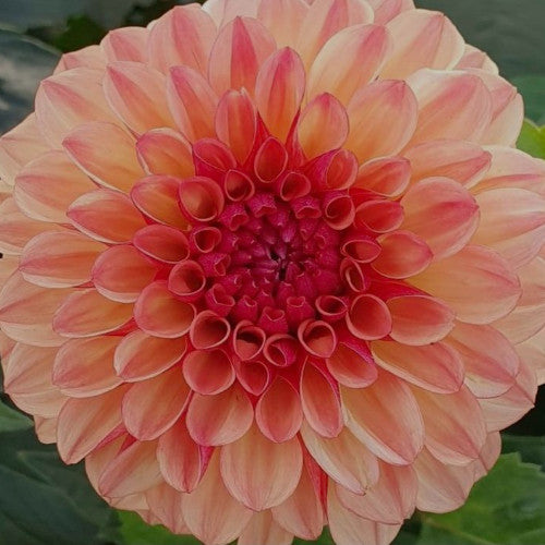 Blue Fireball Dahlia Seeds Heirlooms 15 Color