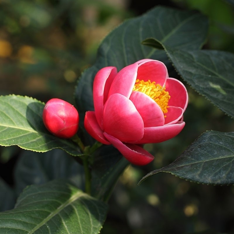 C. Amplexiaulis Camellia Seeds
