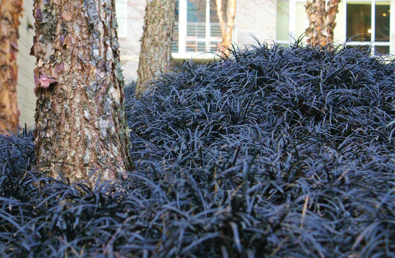 1 Gal. Black Mondo Grass - Striking Dark Color Contrasts Beautifully A &ndash;  Online Orchards