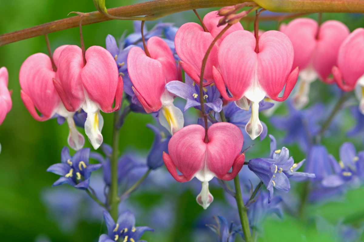 How To Grow Bleeding Hearts In The Garden, 57% OFF | rbk.bm