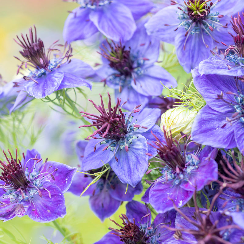 Nigella – Stocks & Green