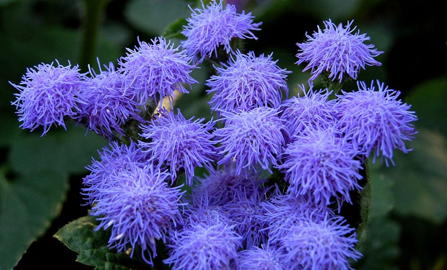 Ageratum &ndash; How to Grow and Care for Floss Flower | Garden Design
