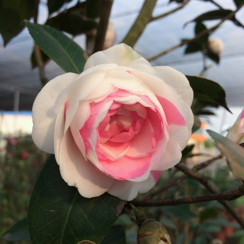E. G. Waterhouse Camellia Seeds