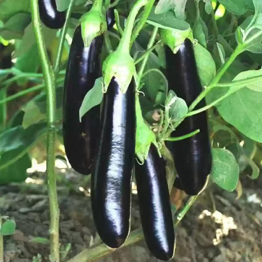 Black Long Eggplant Seeds