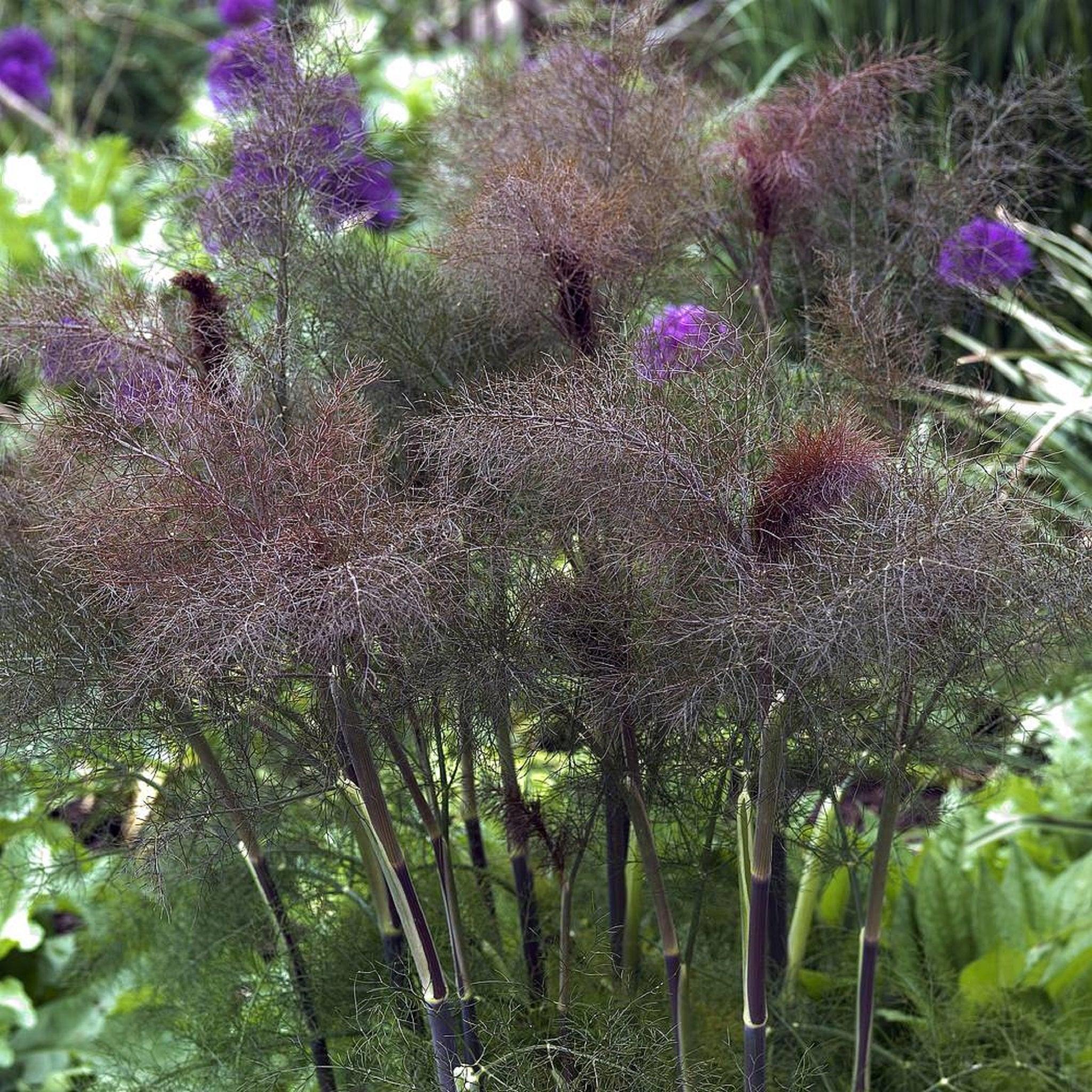 🌿Bronze Fennel Seeds – Elegant Foliage for Your Garden
