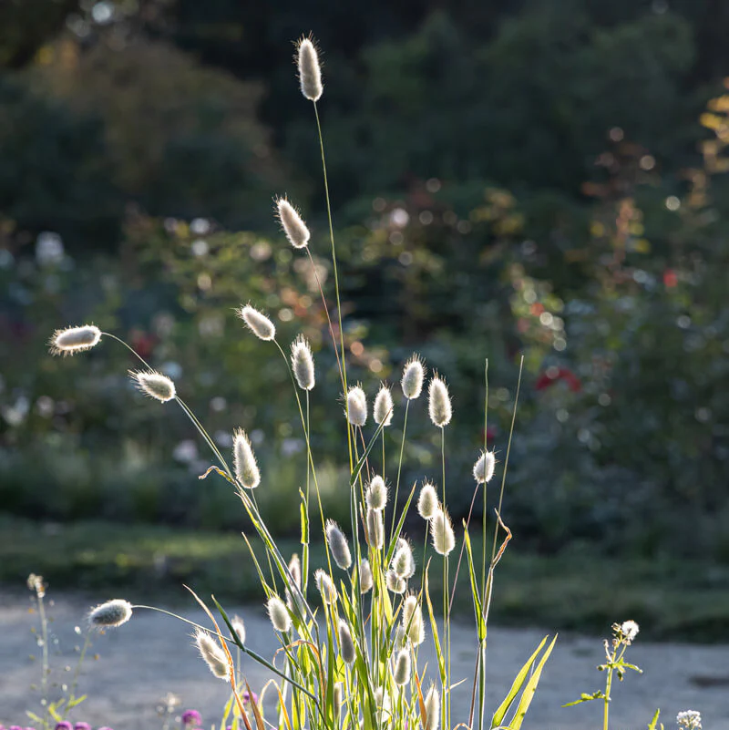 🐇Bunny Tails Ornamental Grass Seeds – Soft, Fluffy & Decorative