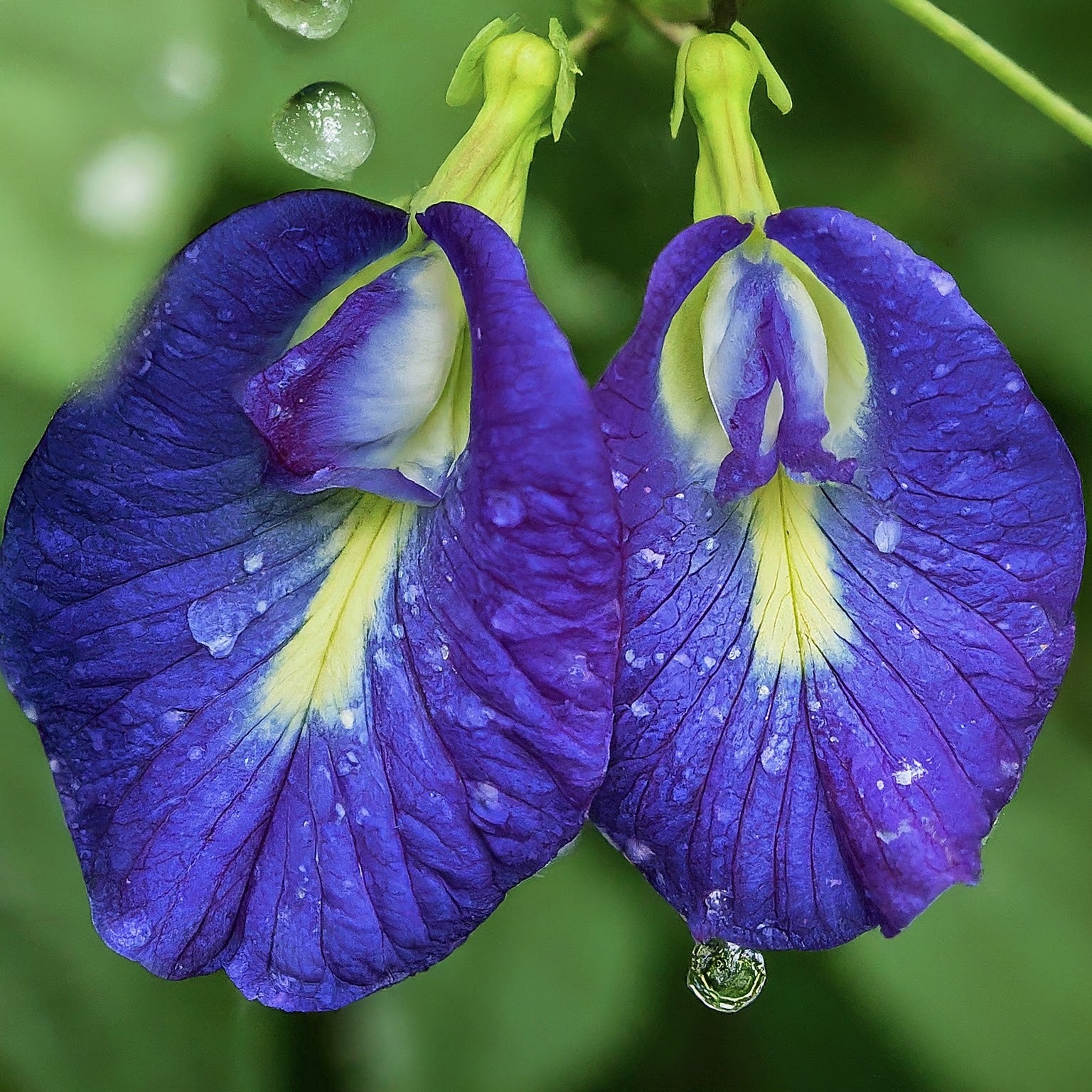 UNVEILING THE WONDERS OF BUTTERFLY PEA FLOWERS AND BLUE LOTUS: A COMPA -  Akshit