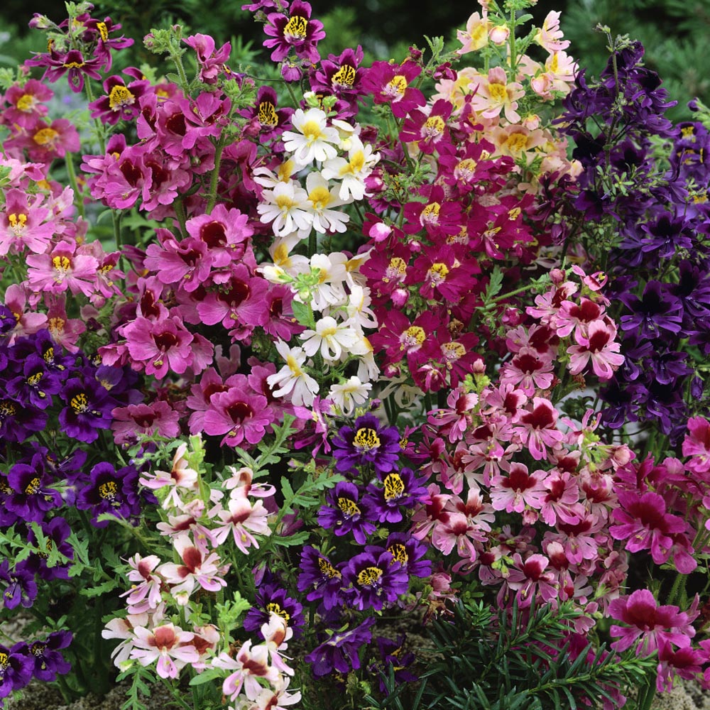 🔥Best Seller 🦋Schizanthus Angel Wings Mixed Seeds