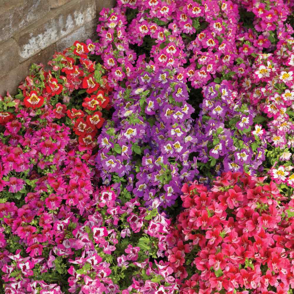 🔥Best Seller 🦋Schizanthus Angel Wings Mixed Seeds