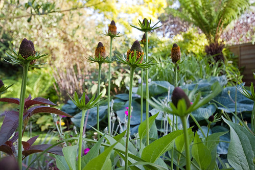 Musa: Rudbeckia occidentalis 'Green Wizard'