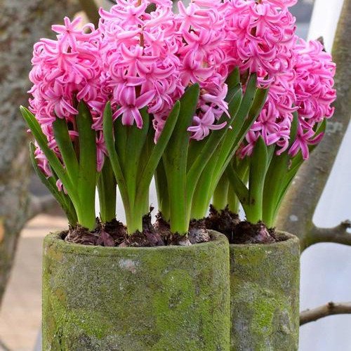 50pcs Hyacinth Seeds Mix Colors