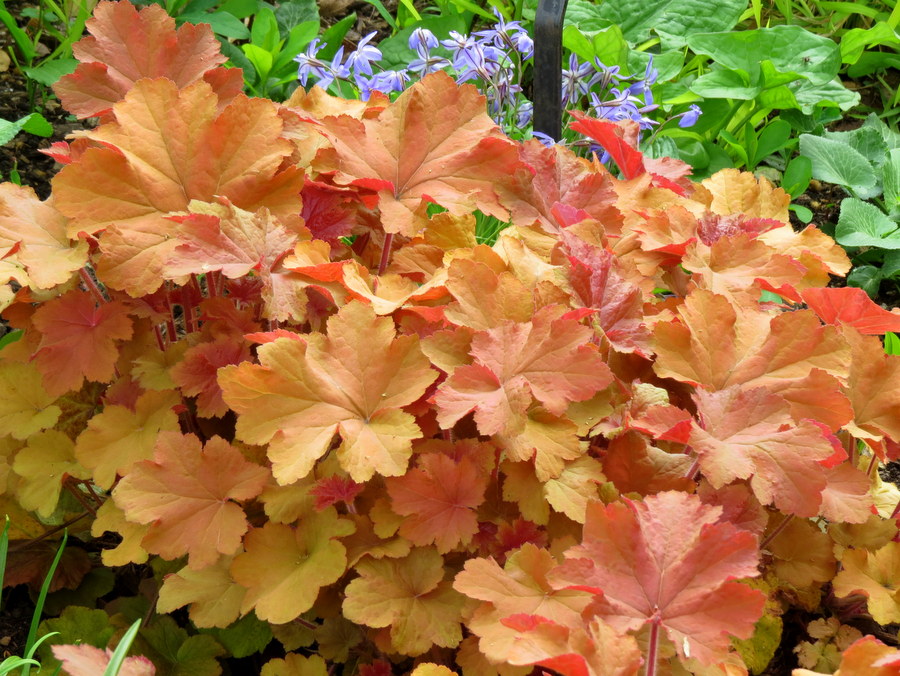 Heuchera 'Caramel'