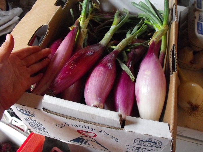 ONIONS - Meadowlark Hearth