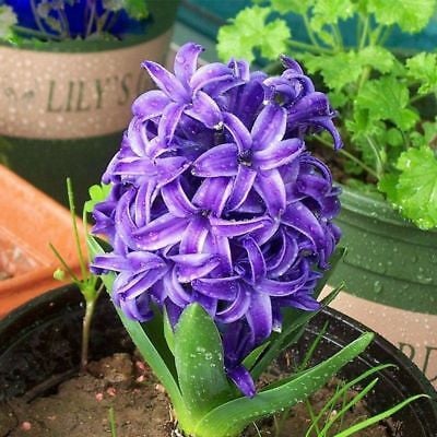 50pcs Hyacinth Seeds Mix Colors