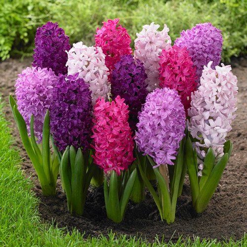50pcs Hyacinth Seeds Mix Colors